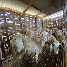 Kambing