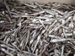 Ikan Teri